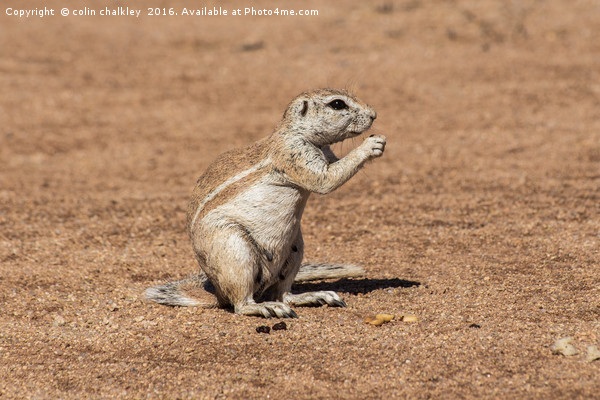 Namibian Ground Squirrel Picture Board by colin chalkley