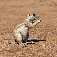 Buy canvas prints of Namibian Ground Squirrel by colin chalkley