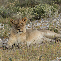 Buy canvas prints of Lioness taking the suns rays by colin chalkley