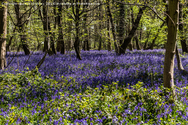 Binfield Heath Woods in South Oxfordshire Picture Board by colin chalkley