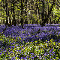 Buy canvas prints of Binfield Heath Woods in South Oxfordshire by colin chalkley