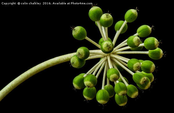 Castor Oil Plant Seed Pods - Natural Lighting Picture Board by colin chalkley
