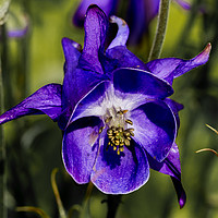 Buy canvas prints of  Aquilegia Flower by colin chalkley
