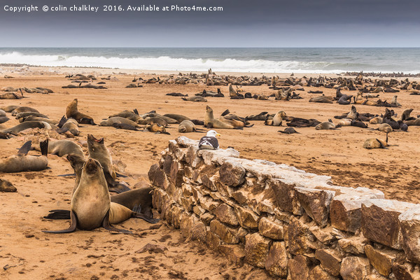 Cape Cross Fur Seals - Namibia Picture Board by colin chalkley