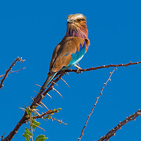 Buy canvas prints of The Majestic Beauty of the Lilac Breasted Roller by colin chalkley