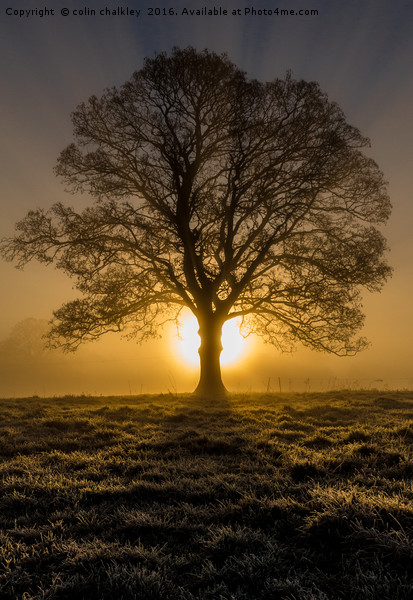 Misty sunrise in Marnhull, Dorset Picture Board by colin chalkley