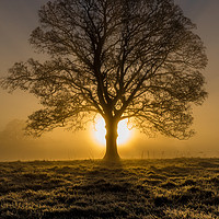 Buy canvas prints of Misty sunrise in Marnhull, Dorset by colin chalkley