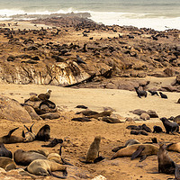 Buy canvas prints of Cape Cross Fur Seals - Namibia by colin chalkley