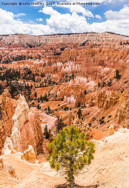 Enchanted Bryce Canyon Hoodoos Picture Board by colin chalkley