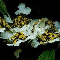 Buy canvas prints of Lace Hydrangea by colin chalkley