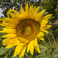 Buy canvas prints of Sunflower by colin chalkley