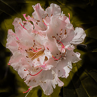 Buy canvas prints of Stourhead Rhododendron by colin chalkley