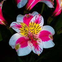 Buy canvas prints of Peruvian lily  by colin chalkley