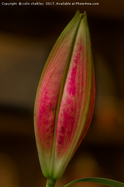 Asiatic Lily Bud Picture Board by colin chalkley
