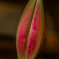 Buy canvas prints of  Asiatic Lily Bud by colin chalkley