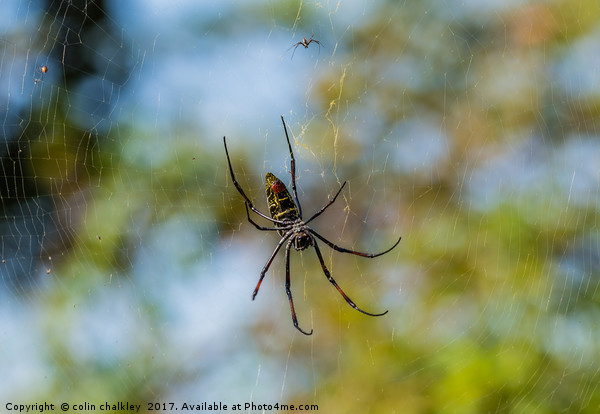 Golden Orb Spider, South Africa Picture Board by colin chalkley