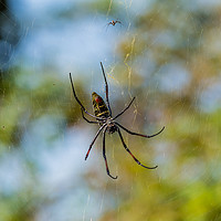 Buy canvas prints of Golden Orb Spider, South Africa by colin chalkley