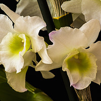 Buy canvas prints of Orchids by colin chalkley