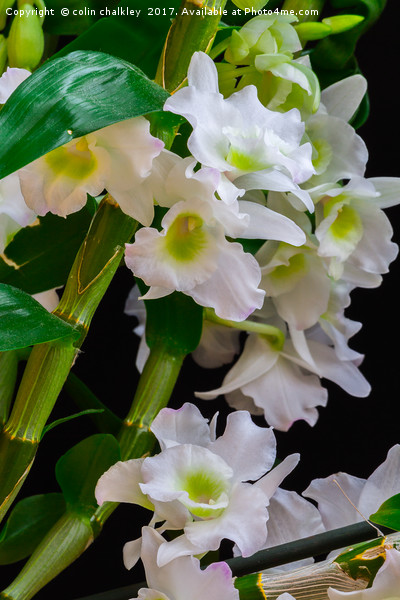 White Orchids Picture Board by colin chalkley