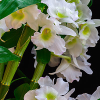 Buy canvas prints of White Orchids by colin chalkley