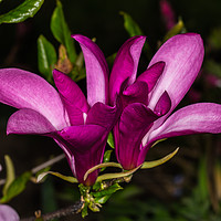 Buy canvas prints of Magnolia in Bloom by colin chalkley