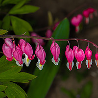 Buy canvas prints of Bleeding Heart by colin chalkley