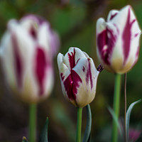 Buy canvas prints of Trio of Tulips by colin chalkley