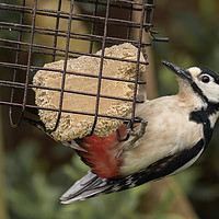 Buy canvas prints of Great Spotted Woodpecker by colin chalkley