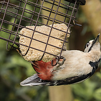 Buy canvas prints of Male Great Spotted Woodpecker by colin chalkley