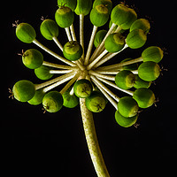 Buy canvas prints of Castor Oil Plant Seed Pods - Natural Lighting by colin chalkley