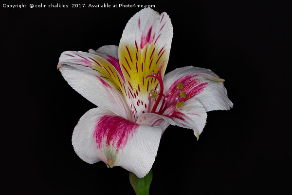 Peruvian lily Picture Board by colin chalkley