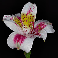 Buy canvas prints of Peruvian lily by colin chalkley