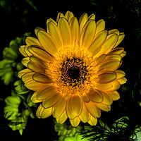 Buy canvas prints of Glowing Gerbera  by colin chalkley