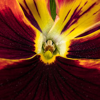 Buy canvas prints of Heart of a Pansy by colin chalkley