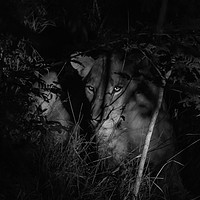 Buy canvas prints of A lioness in the African Bush late at night by colin chalkley