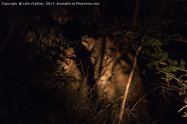 A lioness in the South African Bush late at night Picture Board by colin chalkley