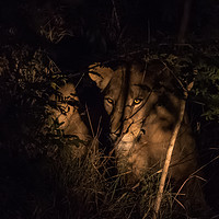 Buy canvas prints of A lioness in the South African Bush late at night by colin chalkley