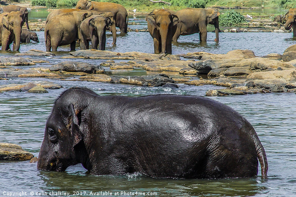 Elephants in Sri Lanka Picture Board by colin chalkley