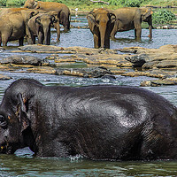 Buy canvas prints of  Elephants in Sri Lanka by colin chalkley