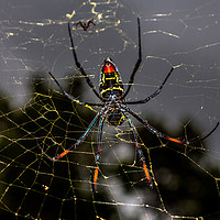 Buy canvas prints of Female Golden Orb Spider  by colin chalkley
