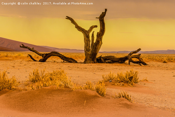 Sossusvlie at Dawn, Namibia Picture Board by colin chalkley
