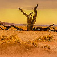 Buy canvas prints of Sossusvlie at Dawn, Namibia by colin chalkley
