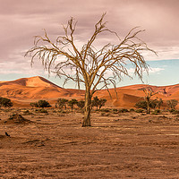 Buy canvas prints of Sossusvlie Tree at Dawn, Namibia by colin chalkley