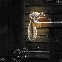Buy canvas prints of Nutkin by colin chalkley