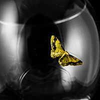 Buy canvas prints of Moth on a wineglass by colin chalkley