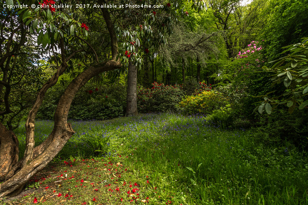 Leafy shady Bower in Stourhead Gardens, Wiltshire Picture Board by colin chalkley