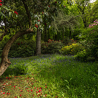 Buy canvas prints of Leafy shady Bower in Stourhead Gardens, Wiltshire by colin chalkley