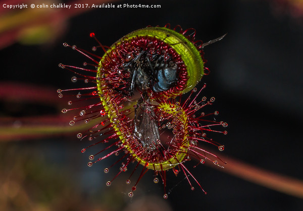  House Fly captured by a Cape Sundew Plant Picture Board by colin chalkley