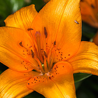 Buy canvas prints of Fly on a Lily by colin chalkley
