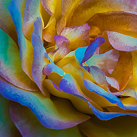 Buy canvas prints of A Multicoloured Rose by colin chalkley